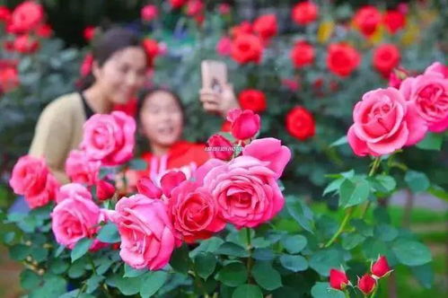 月季品种丰富，景观独特