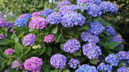 绣球花有哪些品种？它们的花色和生态适应性特点是什么