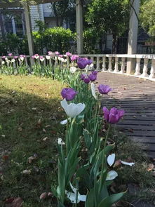 3. 水仙：吉祥如意， 财运亨通