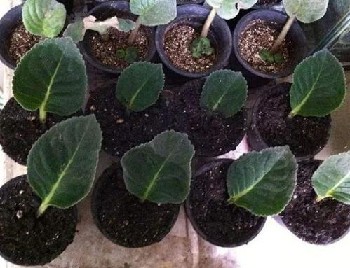 营养液添加时机：遵循