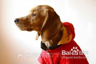 狗狗过冬方式：通过增加皮下脂肪、减少活动量、寻找温暖避风处等方式抵御寒冷