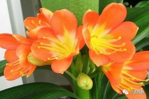 君子兰移植，夹子选什么？