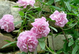 脚芽种植， 学问大着呢