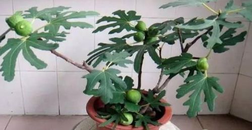 五针松种子， 唤醒生命的种子