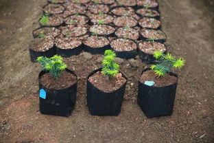 植物宝宝们的成长日记