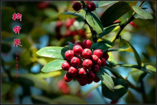 食用前的注意事项