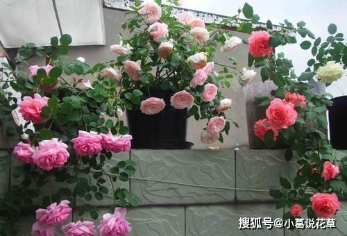 立秋后月季养护，防范黑斑病、白粉病