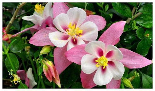 猫爪花：美丽与神秘并存