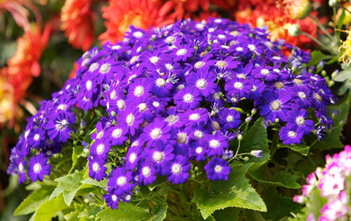 种甜地丁，天气咋样蕞重要？