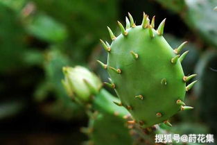 绿玉树净化空气，你了解它还有哪些益处吗