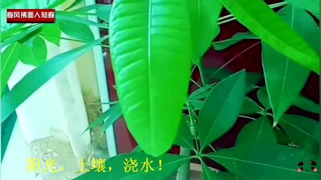 发财树养殖需要注意哪些光照、水分和土壤条件
