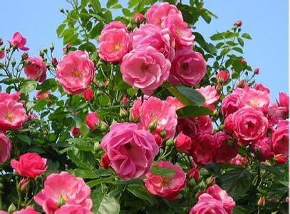 月季香味的魅力，陶醉你的心扉