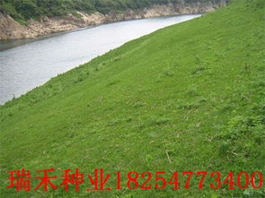 结缕草：耐踩踏， 低矮草种