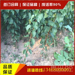 为什么家里不适合种植杏树？
