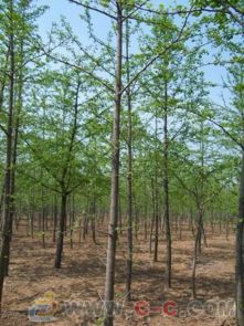 松土除草的必要性