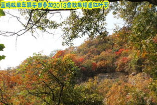 香山公园：柏树见证红叶秋色