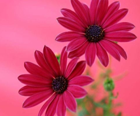 那个忒别反感花木槿的女生