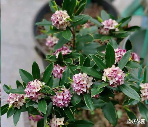 瑞香花，香气浓郁