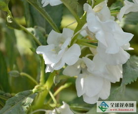 一、 凤仙花种植前的准备