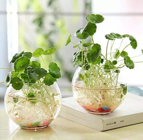 水培铜钱草， 从选择容器开始