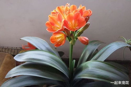 万年青开花预示着什么？难道不是吉祥的征兆吗
