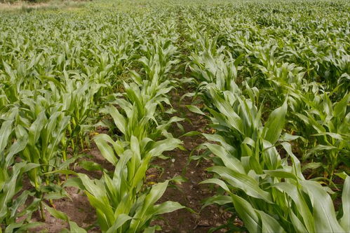 玉米控旺的目的和技巧