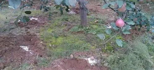 第三次施肥：采果前后