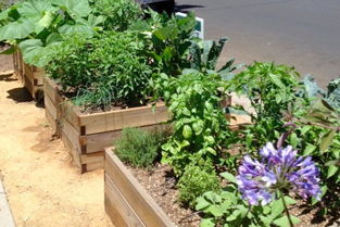 这些绿植名字听起来就挺洋气的