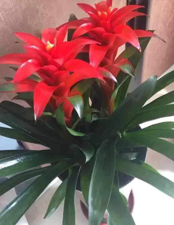 养护小贴士，别让小叶子受伤