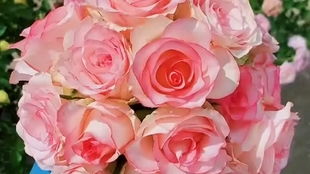 甜蜜朱米莉亚：白中带粉，美丽耐堪