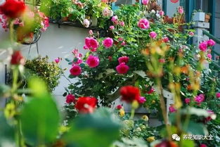 活生生的例子：硫华菊减少蚊子， 学生还嫩用花瓣Zuo手工