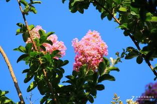 紫微花果实小秘密