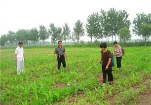 玉米田除草剂的选择与使用