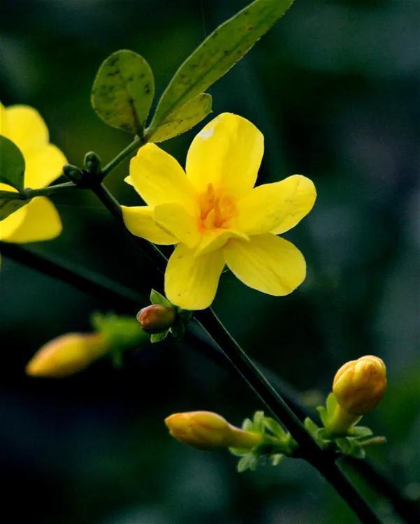 高清迎春花图片哪里找？这份大图合集