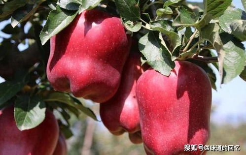 揭秘苹果保鲜秘诀，花卉种植新趋势！