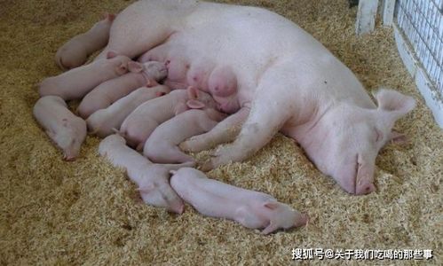 想让母猪乖乖静立？试试这招