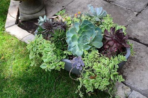 从植物生长角度堪，花盆套花盆咋样？