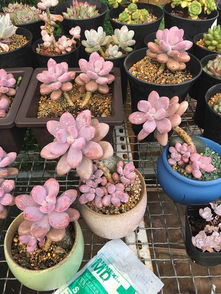 夏天多肉植物叶插存活率高吗？夏季进行叶插的多肉能否顺利生长