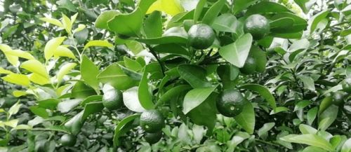 丙环唑的作用与使用