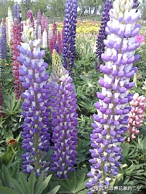 蜀葵：耐寒的年年开， 北方零下十几度冻不死