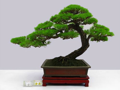 适合养在家中的花：多彩的生活