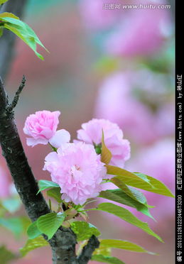 樱花？那粉红花儿？