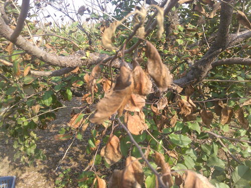 银杏叶的变身记