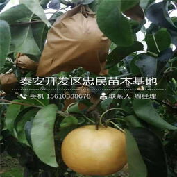 娄底市区树苗销售点， 绿化城市的助力