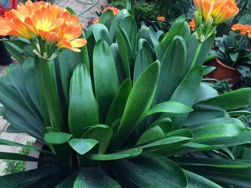 君子兰：君子之风， 高雅之选