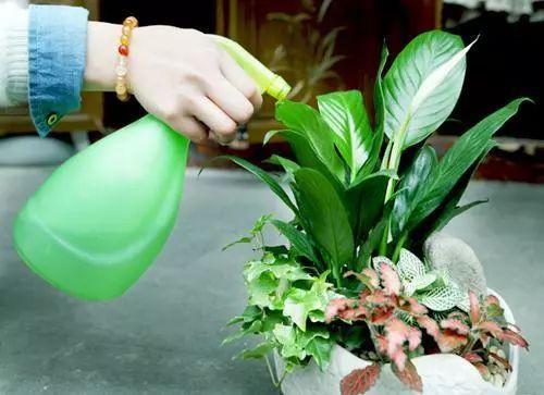 夏天植物怎么浇水？浇水量和频率如何把握