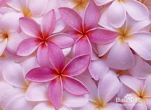 鸡蛋花的魔力：居家养生新选择