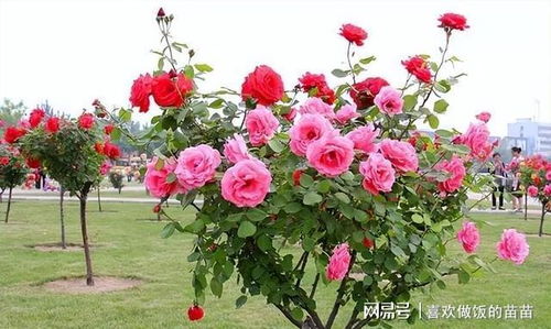 春天来了新乡的绿化升级真的那么好kan吗？