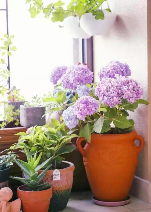 阳台养花，虫子真会来吗？