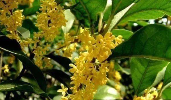 门前种树选什么？桂花树